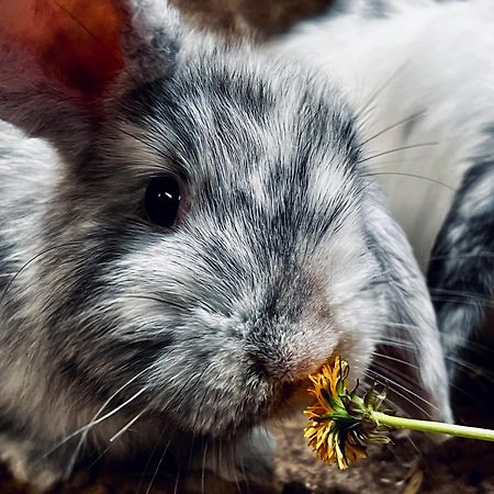 Sharlands Farm Bed And Breakfast バッド エクステリア 写真