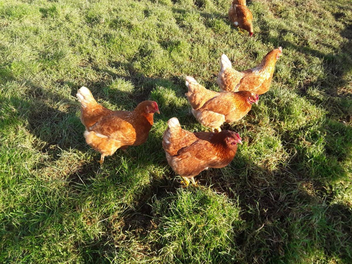 Sharlands Farm Bed And Breakfast バッド エクステリア 写真