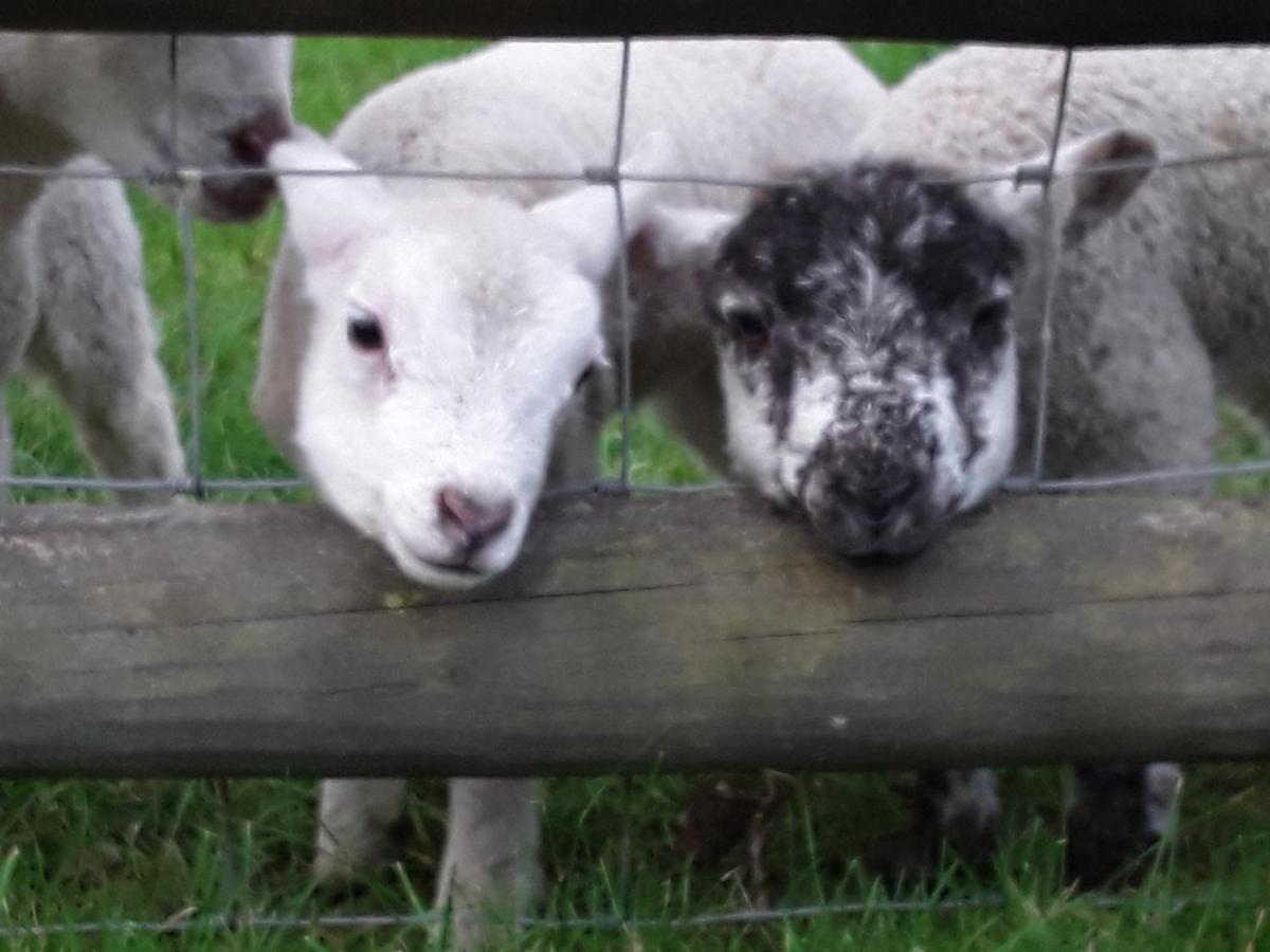 Sharlands Farm Bed And Breakfast バッド エクステリア 写真
