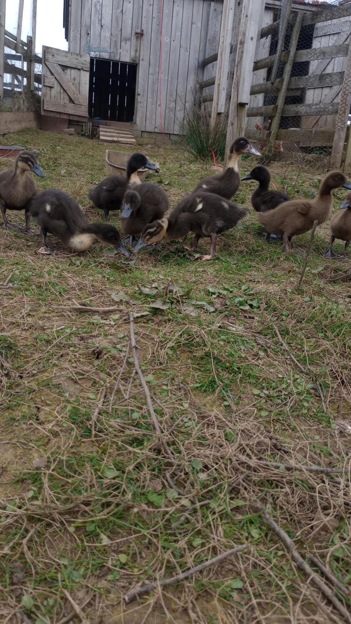 Sharlands Farm Bed And Breakfast バッド エクステリア 写真