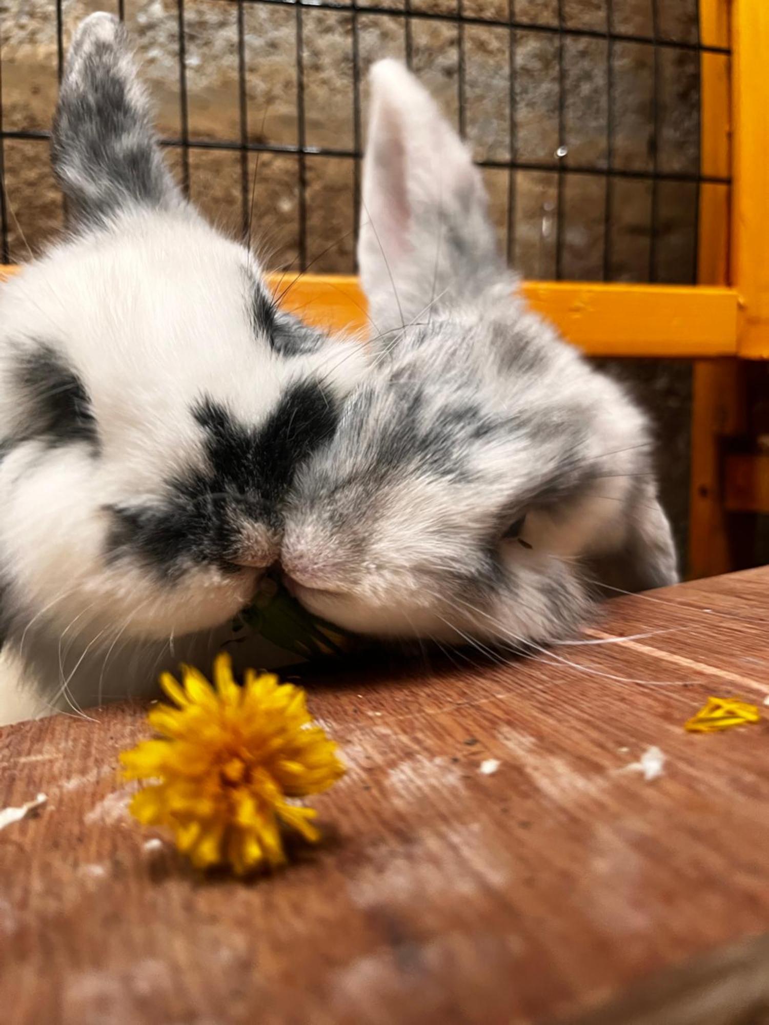 Sharlands Farm Bed And Breakfast バッド エクステリア 写真